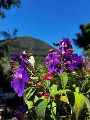 a bunch of purple flowers in front of a mountain at Hotel Nido de Pájaro in Los Naranjos