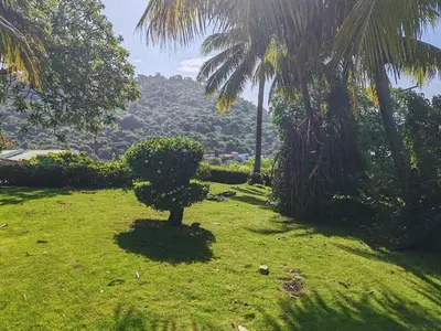 a small tree in a field with palm trees at Sueño del Pacifico in La Libertad