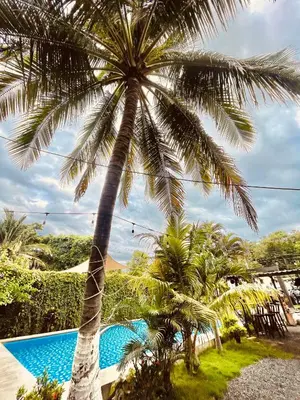 a palm tree in front of a swimming pool at Copacabana SV L in El Majahual