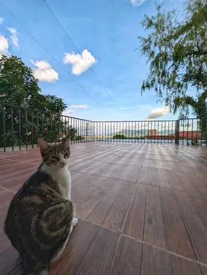 a cat sitting on a wooden floor in front of a fence at Habitaciones Privadas en Memories Flowershop - Colonia Escalón, Plaza Futura in San Salvador