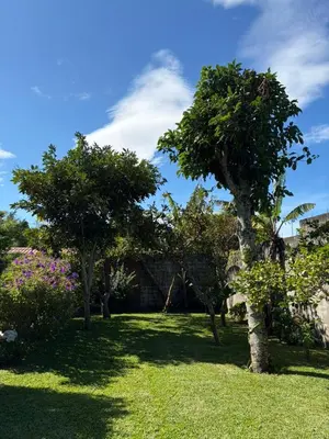 a group of trees in a yard with grass at La Casa de Sonya in Concepción de Ataco
