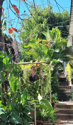 a garden with a bunch of plants and stairs at Casa El Trébol