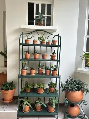 a shelf filled with lots of potted plants at Casa Santa Elena Fuertevli in San Salvador