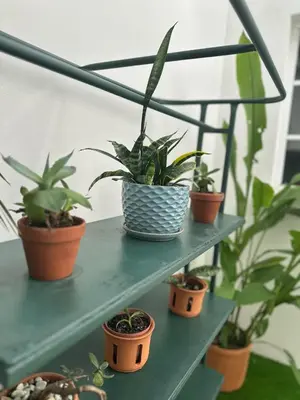 a group of potted plants on a green shelf at Casa Santa Elena Fuertevli in San Salvador