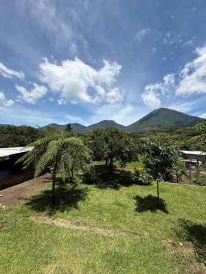 a palm tree in a field with mountains in the background at Villa San Carlos in Juayúa