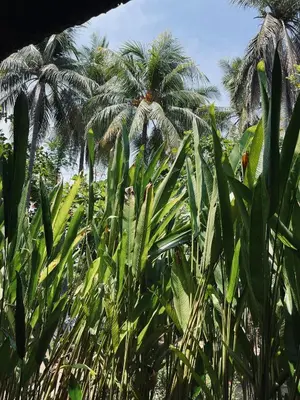 a field of corn with palm trees in the background at Surfcity Townhouse in La Libertad