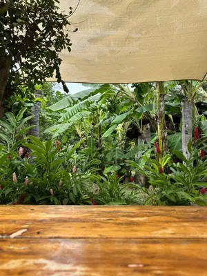 a view of a garden with trees and plants at Surfcity Townhouse in La Libertad