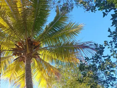 a palm tree with fruits on top of it at Cabañas La China in El Congo