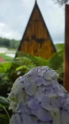a purple and white flower in front of a pyramid at Hostal El Pital Lecho de Flores in Nanastepeque