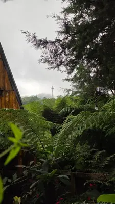 a view of a field of plants with a tree at Hostal El Pital Lecho de Flores in Nanastepeque