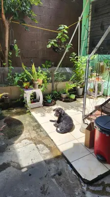 a cat sitting on the ground in a garden at Casa en Altos del Cerro in Soyapango