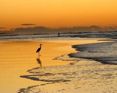 a bird walking on the beach at sunset at Hotel Caleta in San Miguel
