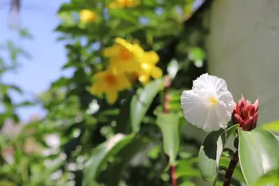 a close up of flowers on a plant at Artful and Quiet Pause in Santa Tecla and BBQ garden in Nueva San Salvador