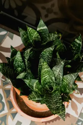 a green plant in a pot on a table at Villa Palmarcito in El Zonte