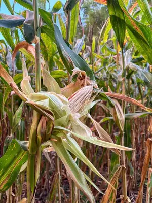 a flower of a banana plant in a field at Finca La Guayaba, Nature and rural life