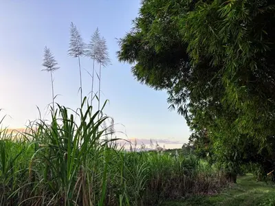 a field of tall grass with a blue sky in the background at Finca La Guayaba, Nature and rural life