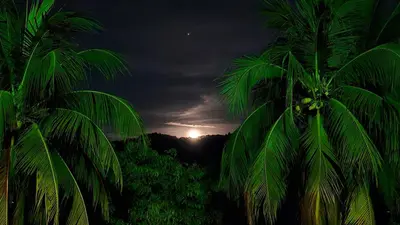a group of palm trees at night with the moon at 4 Amigos El Zonte in ChiltiupÃ¡n