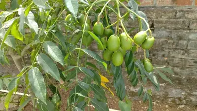 a bunch of green fruit hanging from a tree at Ahuachapán Getaway
