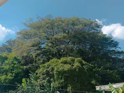 a large tree in front of a blue sky at habitación doble cerca de todo in San Salvador