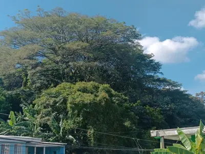 a large tree in front of a house at habitación doble cerca de todo in San Salvador