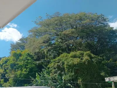 a large tree in front of a blue sky at habitación doble cerca de todo in San Salvador