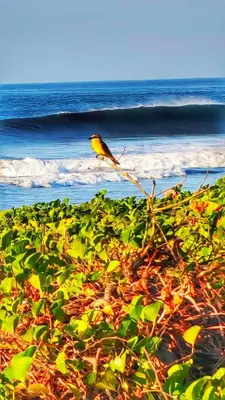 a bird sitting on a branch near the ocean at Sea Garden Mizata in Las Piedras