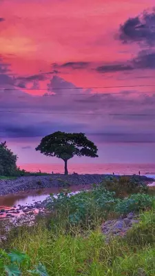 a tree on a beach with a sunset at Sea Garden Mizata in Las Piedras
