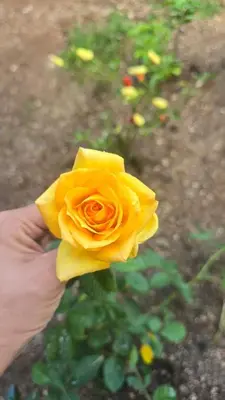 a person holding a yellow rose in their hand at Apartment with its own 100-inch cinema in Santa Ana