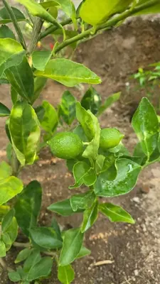 a plant with green fruits growing on it at Apartment with its own 100-inch cinema in Santa Ana