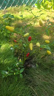 a plant with fruits and vegetables growing in the grass at Apartment with its own 100-inch cinema in Santa Ana