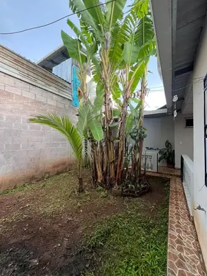 a group of palm trees in a courtyard at Pleasant Vacation Home in Suchitoto