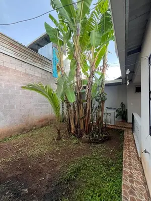 a group of palm trees in a courtyard at Pleasant Vacation Home in Suchitoto