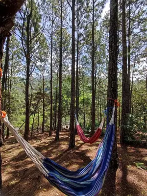 two hammocks hanging from trees in a forest at Camping La Palma in La Palma