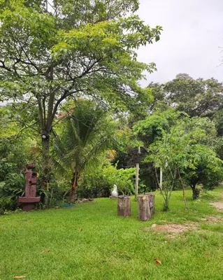 a park with trees and green grass and logs at Camping La Palma in La Palma