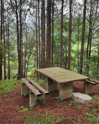a picnic table in the middle of a forest at Camping La Palma in La Palma