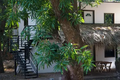 a staircase leading up to a building with a tree at El Mangal del Zonte in El Zonte