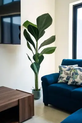 a living room with a blue couch and a plant at Oceanview Greco Loft in Playa San Blas