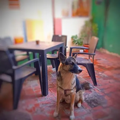 a dog sitting on the floor next to a table at Casa de Mango in Antiguo Cuscatlán