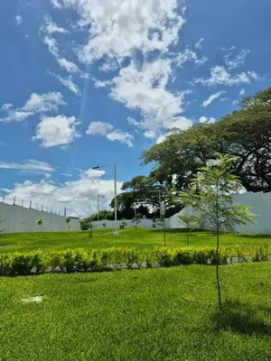 a green field with a tree in the grass at Casa Mia en San Miguel