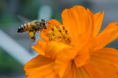 a bee is collecting pollen from an orange flower at Cinco Hotel B&B in San Salvador