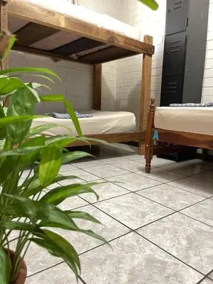 two bunk beds in a room with a plant at Pool House Hostel in Santa Ana