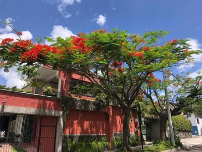 a tree with red flowers on the side of a building at Arbol de Fuego Eco-hotel in San Salvador