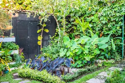 a garden with green plants and a fence at Arbol de Fuego Eco-hotel in San Salvador