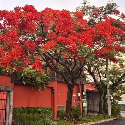 Arbol de Fuego Eco-hotel