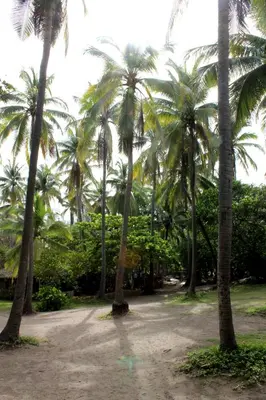 a group of palm trees in a park at Capricho Beach House in El Zapote