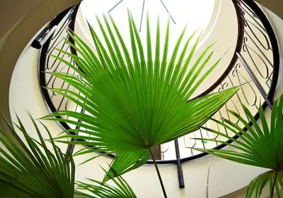 a clock with two green plants in front of it at Hotel Berlin in San Salvador