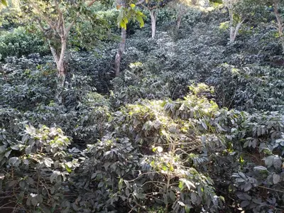 a forest filled with lots of trees and bushes at Villa Castillo de Ensueño in Concepción de Ataco