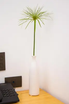 a white vase with a plant in it next to a keyboard at Hotel Citlalli in San Salvador