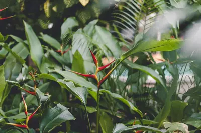 a plant with green leaves and red flowers at Esencia Nativa in El Zonte