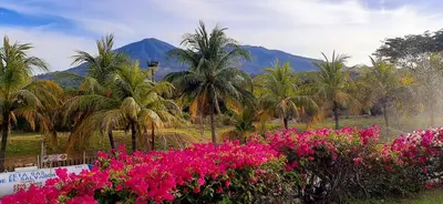 a garden with pink flowers and palm trees and mountains at Comfort Inn Real La Union in La Unión